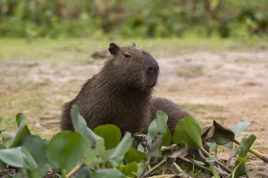Images Dated 28th September 2015: A Capybara, Hydrochaeris hydrochaeris