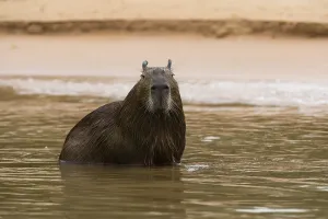 Images Dated 27th September 2015: A Capybara, Hydrochaeris hydrochaeris
