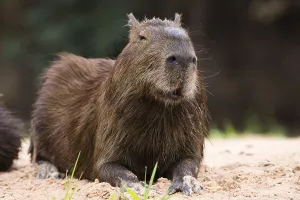 Images Dated 27th September 2015: A Capybara, Hydrochaeris hydrochaeris