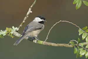 Carolinensis Prints: Carolinamees; Carolina Chickadee; Poecile carolinensis; vogel; b