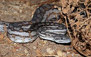 Images Dated 28th January 2020: Carpet python, Morelia spilota