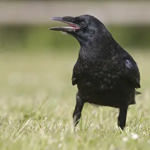 Images Dated 16th June 2008: Carrion Crow calling