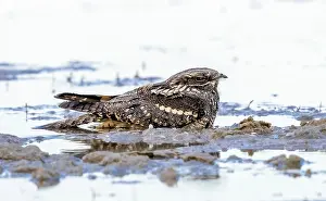 Caprimulgus Prints: Caspian Eurasian Nightjar, Kaspische Nachtzwaluw, Caprimulgus europaeus sarudnyi