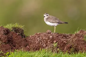Shorebirds Prints: Caspian Plover, Charadrius asiaticus