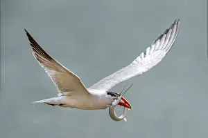 Images Dated 10th April 2018: Caspian Tern, Hydroprogne caspia