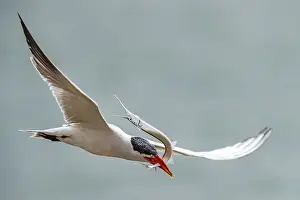 Images Dated 10th April 2018: Caspian Tern, Hydroprogne caspia