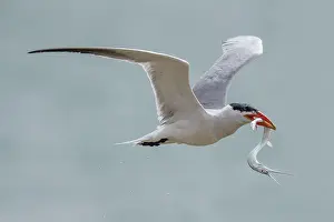 Images Dated 10th April 2018: Caspian Tern, Reuzenstern, Hydroprogne caspia
