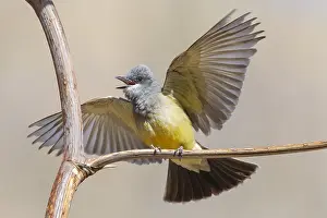 Koningstiran Prints: Cassins Koningstiran, Cassin's Kingbird, Tyrannus vociferans
