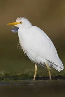 Images Dated 4th March 2017: Cattle Egret
