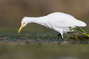 Marshes Prints: Cattle Egret