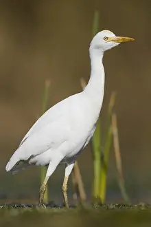 Low Perspective Prints: Cattle Egret