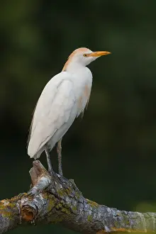 Images Dated 29th August 2015: Cattle Egret