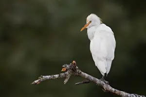 Images Dated 29th August 2015: Cattle Egret