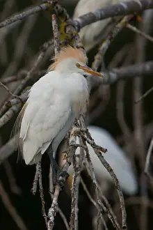 Images Dated 28th August 2015: Cattle Egret