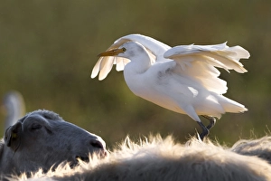 Images Dated 20th September 2015: Cattle Egret; Bubulcus ibis