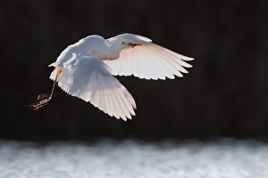 Images Dated 22nd March 2022: Cattle Egret, Bubulcus ibis