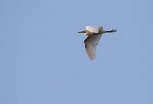 Images Dated 11th July 2017: Cattle Egret, Bubulcus ibis