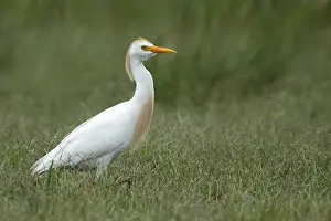 Images Dated 18th April 2016: Cattle Egret, Bubulcus ibis