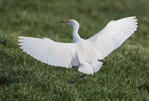 February Prints: Cattle Egret, Bubulcus ibis