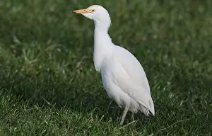 February Prints: Cattle Egret, Bubulcus ibis