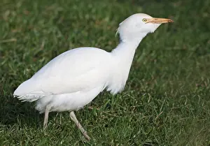 Images Dated 7th February 2024: Cattle Egret, Bubulcus ibis