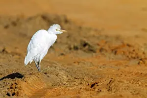 Images Dated 28th January 2015: Cattle Egret, Bubulcus ibis