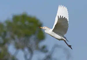 Images Dated 28th March 2009: Cattle Egret, Bubulcus ibis