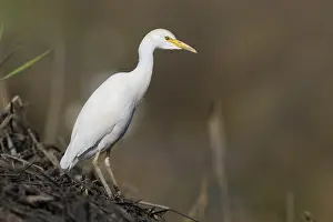 Images Dated 14th October 2023: Cattle Egret, Bubulcus ibis