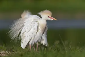 Cattle Egret, Bubulcus ibis