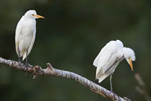 Images Dated 28th August 2015: Cattle Egrets
