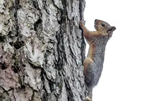 Images Dated 20th June 2015: Caucasian Squirrel, Sciurus anomalus