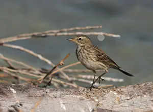 : Caucasian Water Pipit, Anthus spinoletta ssp. coutellii
