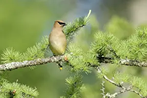 Images Dated 2nd June 2020: Cedar Waxwing