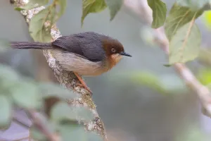 Images Dated 11th July 2021: Chapin's Apalis, Apalis chapini