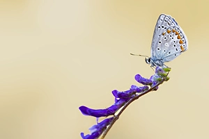 Images Dated 23rd May 2023: Chapman's Blue, Polyommatus thersites