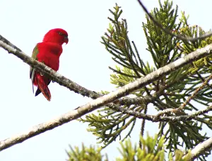 Images Dated 6th December 2014: Chattering Lory, Lorius garrulus