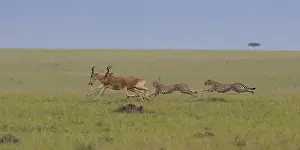 : Cheetah, Acinonyx jubatus
