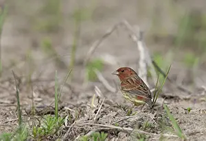 Happy Island Prints: Chestnut bunting (Emberiza rutila)