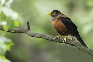 Turdidae Prints: Chestnut Thrush, Turdus rubrocanus