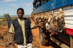 2010 Prints: Chickens on the bus in Madagascar