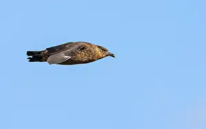 Images Dated 8th March 2006: Chilean Skua, Stercorarius chilensis