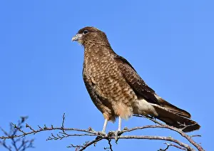 Images Dated 27th March 2018: Chimango Caracara, Milvago chimango