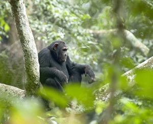 Chimpanzee, Pan troglodytes