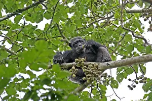 Troglodytes Prints: Chimpanzee (Pan troglodytes)