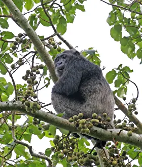 Troglodytes Prints: Chimpanzee (Pan troglodytes)