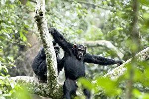 2005 Prints: Chimpanzee, Pan troglodytes