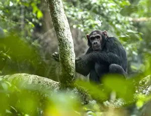 2005 Prints: Chimpanzee, Pan troglodytes