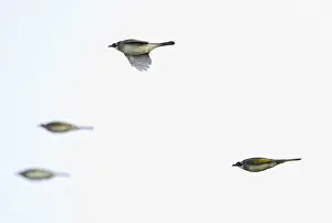 Chinese Buulbuul, Chinese Bulbul, Pycnonotus sinensis