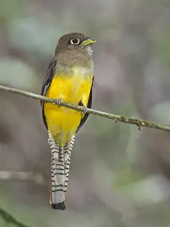 Black Throated Prints: Choco Black-throated Trogon (Trogon cupreicauda)