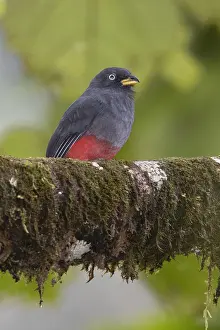 Trogon Prints: Choco Trogon (Trogon comptus)